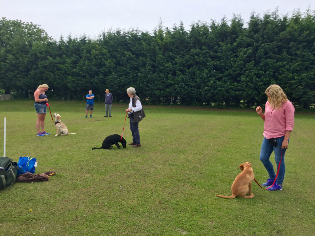 Puppy Training Classes for dogs in hertfordshire, south cambridgeshire and bedfordshire