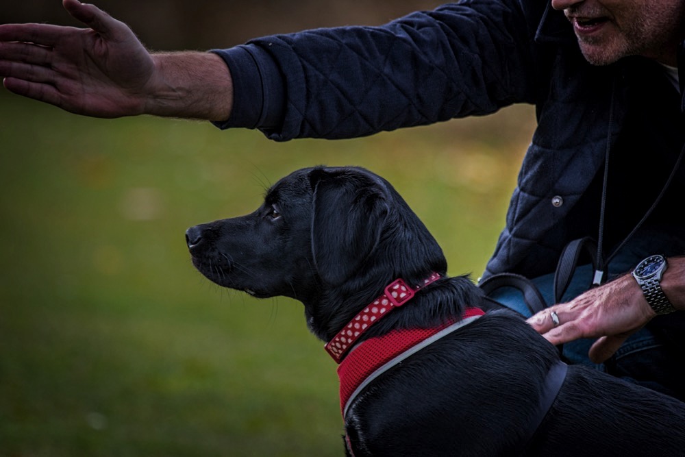 Labrador Training