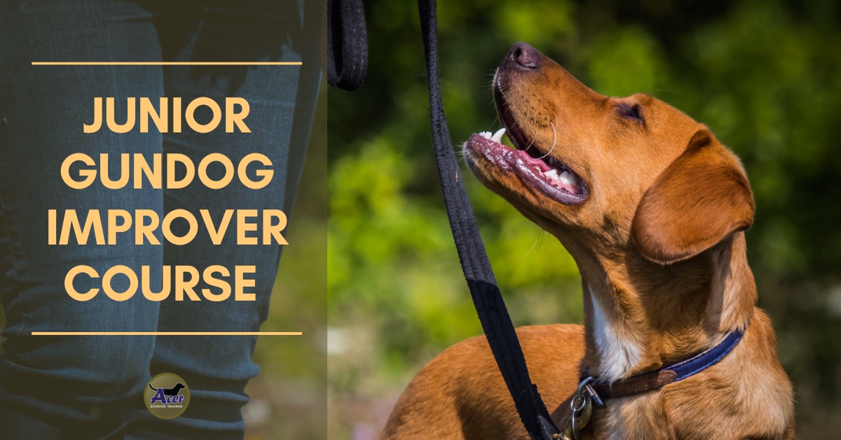 Junior Improver Course - Acer Gundog Training