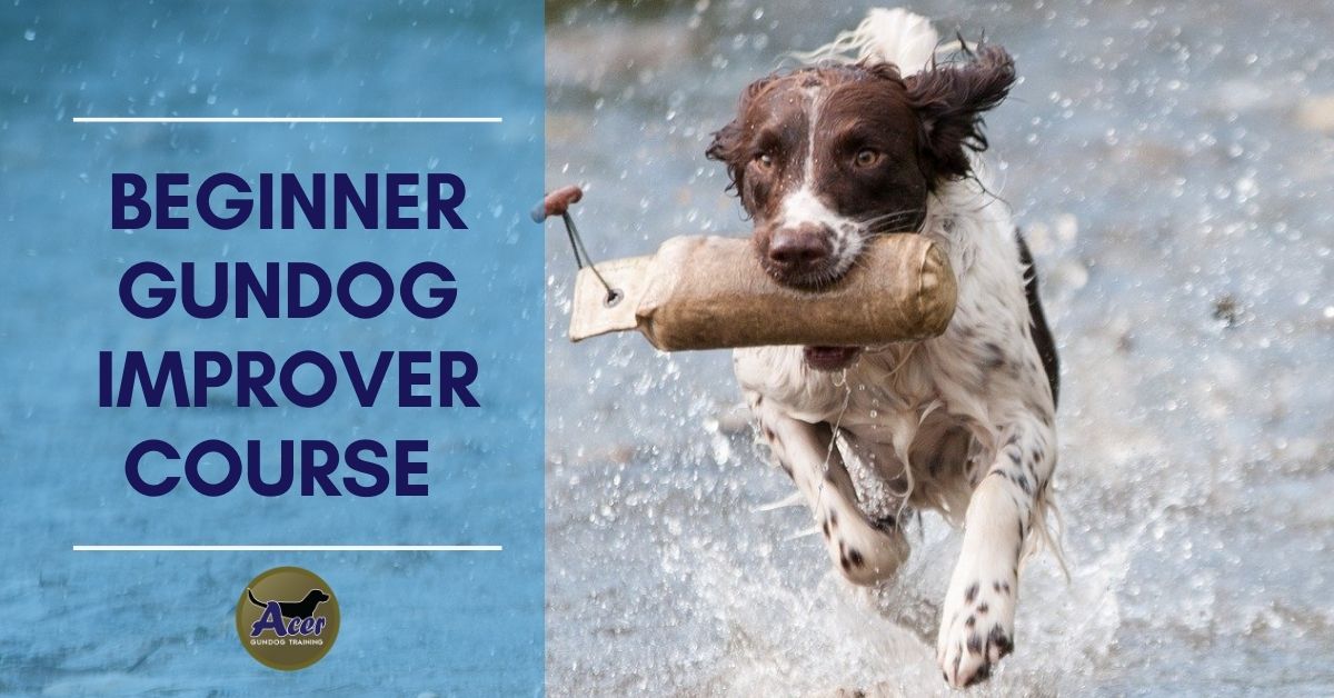 Beginner Improver - Acer Gundog Training