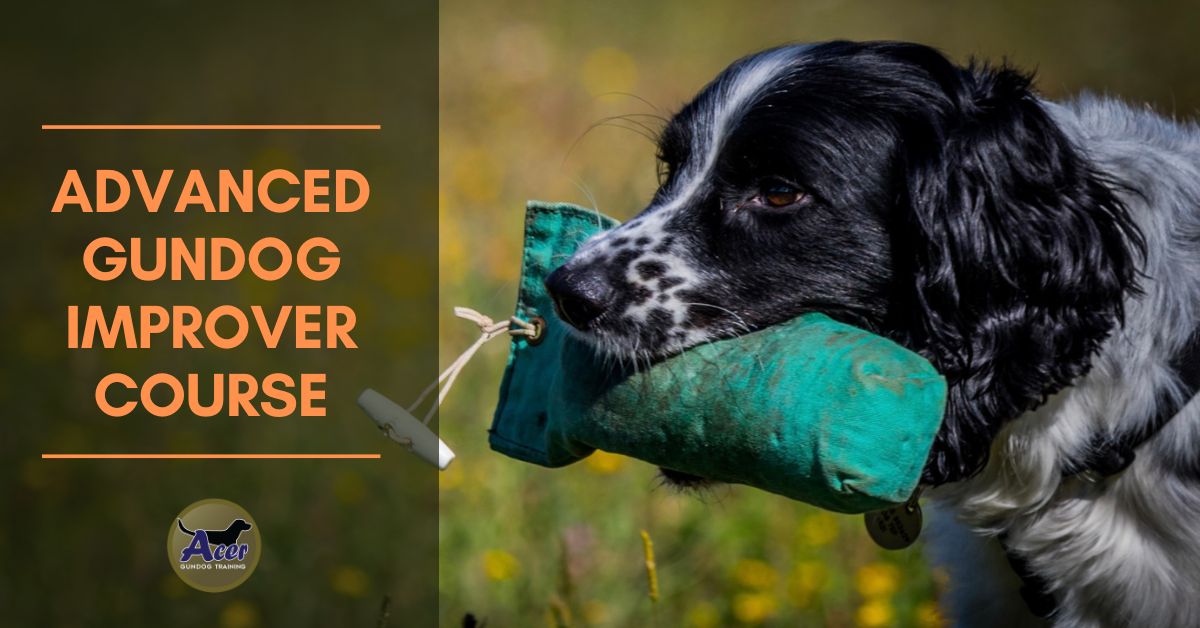 Advanced Improvers - Acer Gundog Training