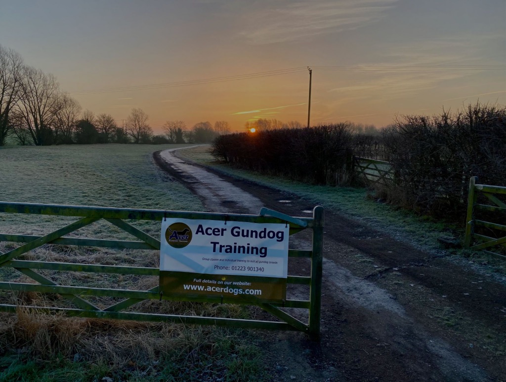 Acer Gundog Training in Bourn, Cambridge