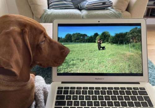 Online Gundog Training Academy